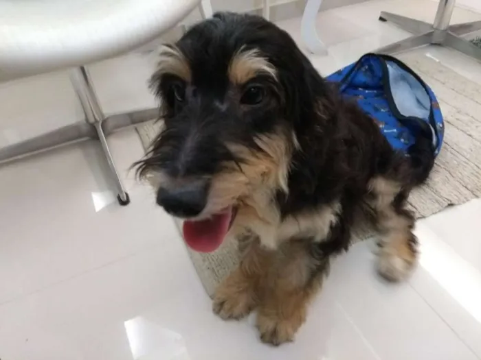 Cachorro ra a Não definida idade 1 ano nome Sorisso