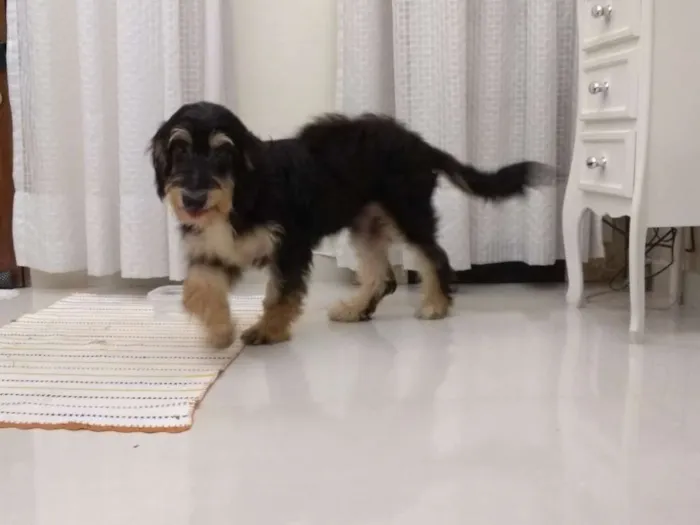 Cachorro ra a Não definida idade 1 ano nome Sorisso