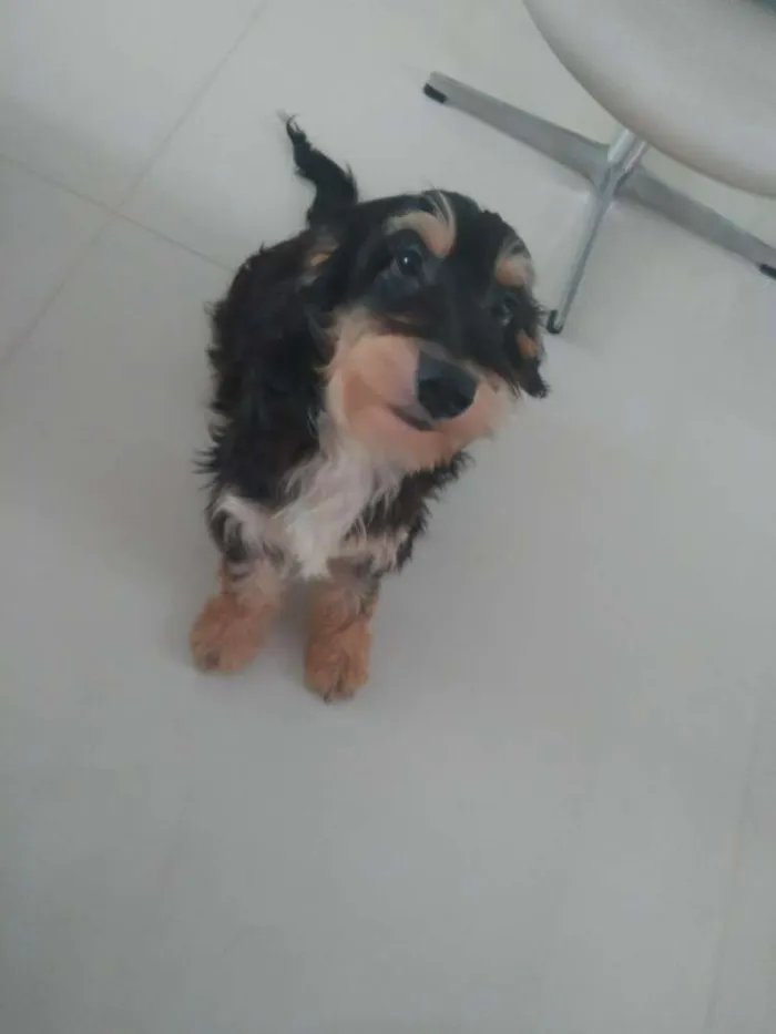 Cachorro ra a Não definida idade 1 ano nome Sorisso
