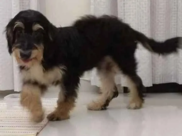 Cachorro ra a Não definida idade 1 ano nome Sorisso