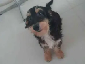 Cachorro raça Não definida idade 1 ano nome Sorisso