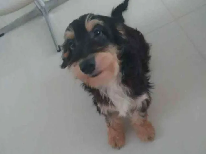 Cachorro ra a Não definida idade 1 ano nome Sorisso