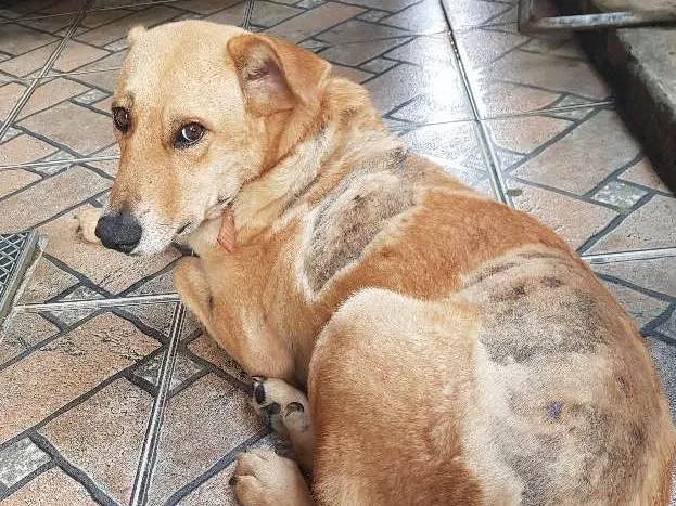 Cachorro raça SRD idade 4 anos nome Loiro
