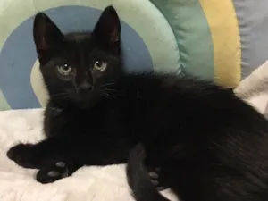 Gato raça SRD idade 2 a 6 meses nome DUDU