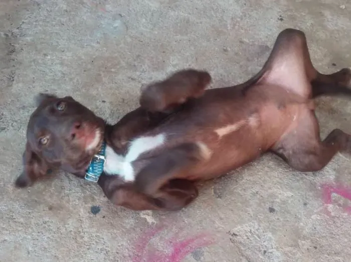 Cachorro ra a mestiço idade 2 a 6 meses nome Titi e Café