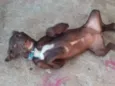 Titi e Café