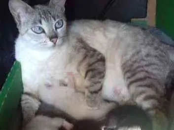 Gato ra a Indefinidos idade Abaixo de 2 meses nome Sem Nomes