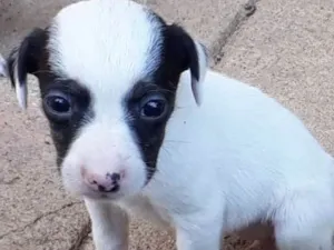 Cachorro raça SRD idade Abaixo de 2 meses nome Nina e july