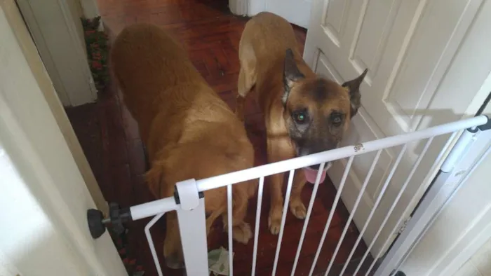 Cachorro raça Pastor Belga com Vira Lata idade 6 ou mais anos nome Thor