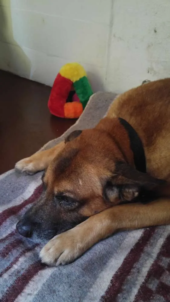 Cachorro raça Pastor Belga com Vira Lata idade 6 ou mais anos nome Thor
