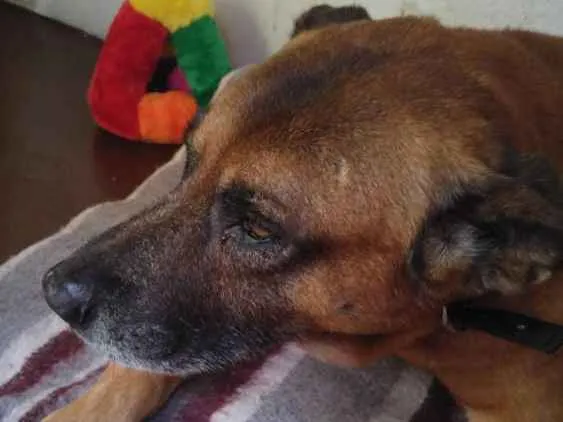 Cachorro raça Pastor Belga com Vira Lata idade 6 ou mais anos nome Thor