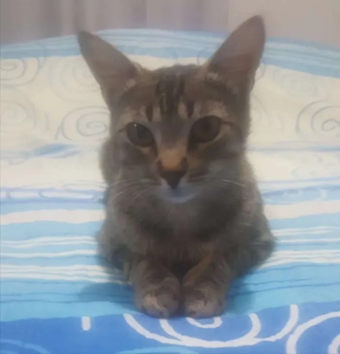 Gato ra a SRD  idade 7 a 11 meses nome Mel 