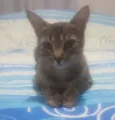 Mel
