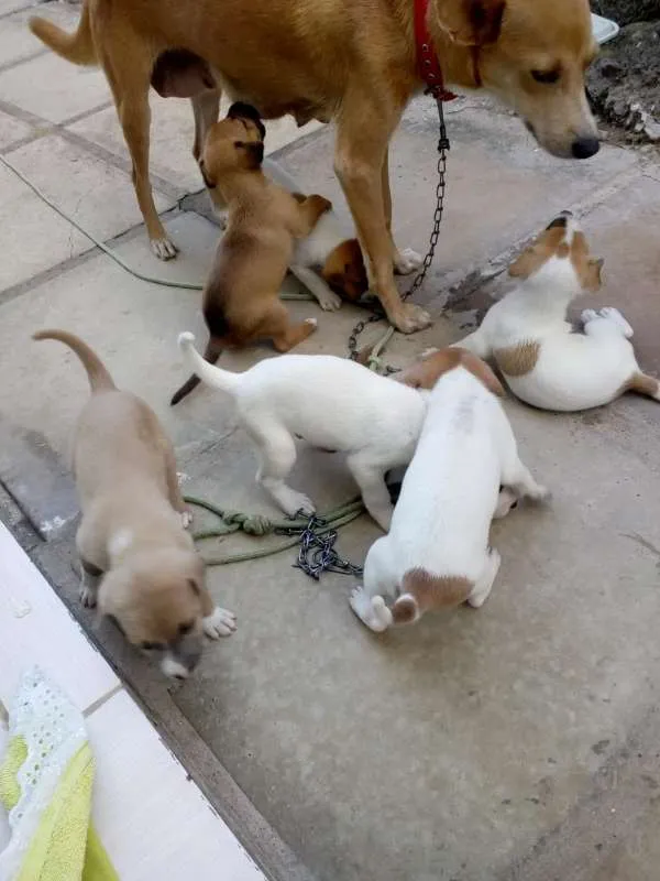 Cachorro raça VIRA LATA idade Abaixo de 2 meses nome NINA