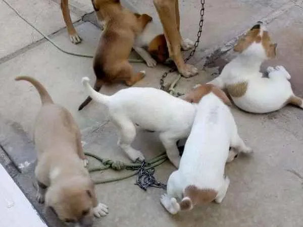 Cachorro raça VIRA LATA idade Abaixo de 2 meses nome NINA