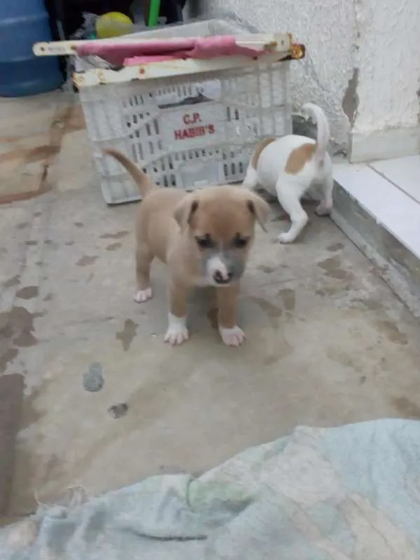Cachorro raça VIRA LATA idade Abaixo de 2 meses nome NINA