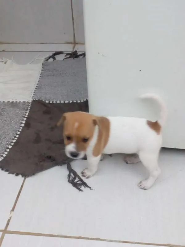 Cachorro raça VIRA LATA idade Abaixo de 2 meses nome NINA