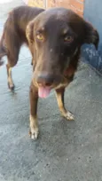 Choquito