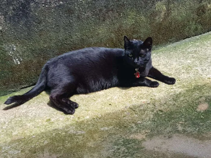 Gato raça SRD idade 4 anos nome Nina 
