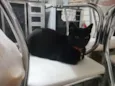 Nina 