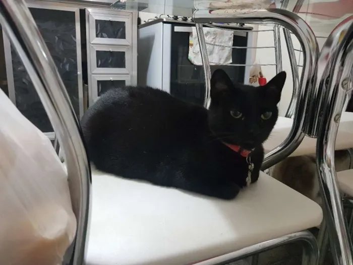 Gato raça SRD idade 4 anos nome Nina 