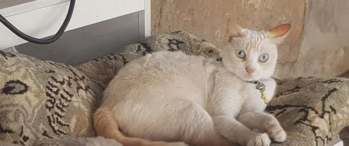 Gato raça SRD idade 4 anos nome Miuda