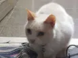 Miuda