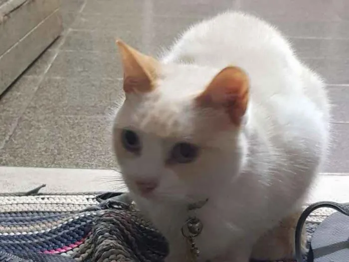 Gato raça SRD idade 4 anos nome Miuda