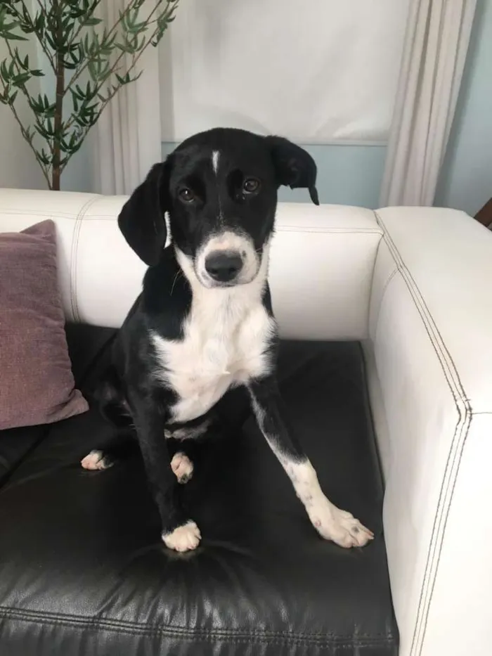 Cachorro raça Srd idade 2 a 6 meses nome Kyara