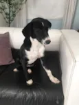 Kyara