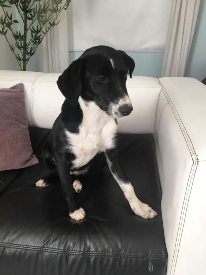 Cachorro raça Srd idade 2 a 6 meses nome Kyara