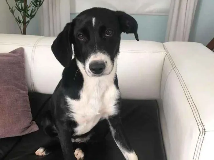 Cachorro raça Srd idade 2 a 6 meses nome Kyara