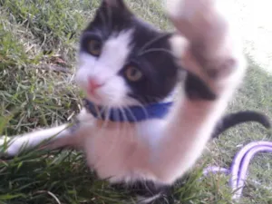 Gato raça Sem raca idade 2 a 6 meses nome Mingau