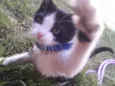 Mingau