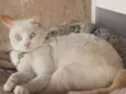 Miuda