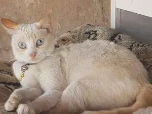 Gato raça SRD idade 4 anos nome Miuda
