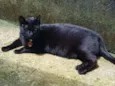 Nina 