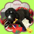 Sukita
