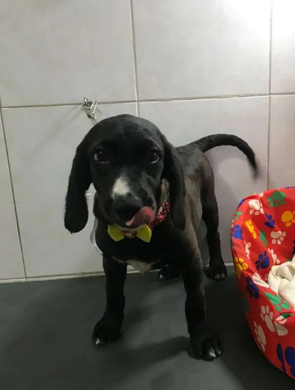 Cachorro ra a srd idade 2 a 6 meses nome Sukita