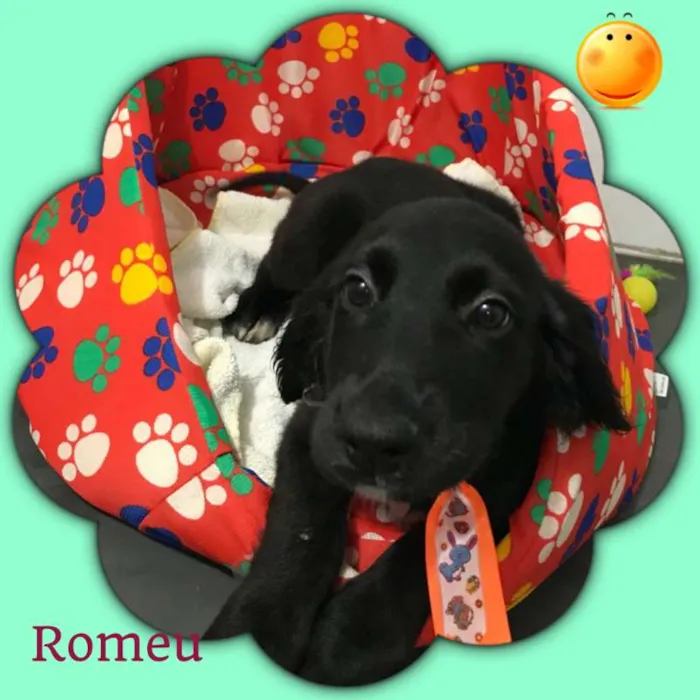 Cachorro ra a srd idade 2 a 6 meses nome Romeu 