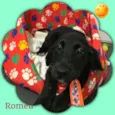 Romeu