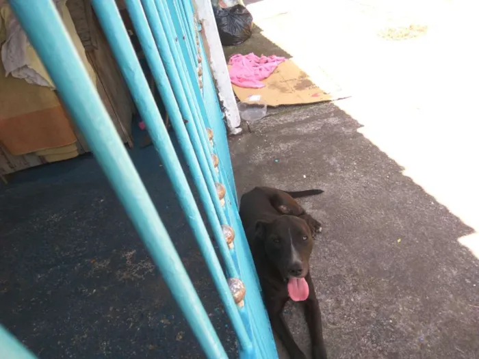 Cachorro ra a Desconhecida idade 6 ou mais anos nome Abul