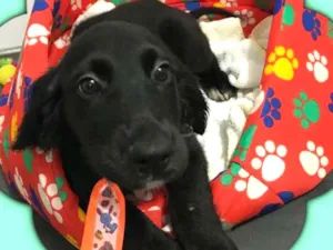 Cachorro raça srd idade 2 a 6 meses nome Romeu 