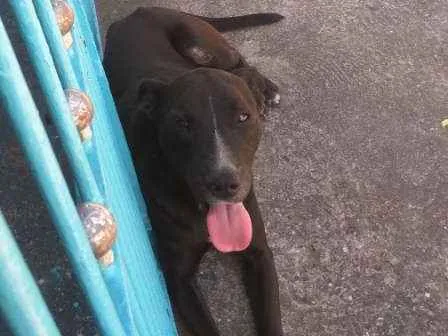 Cachorro ra a Desconhecida idade 6 ou mais anos nome Abul