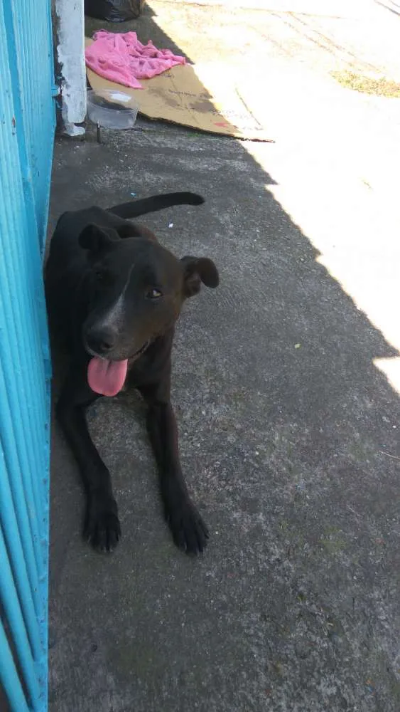 Cachorro ra a Desconhecida idade 6 ou mais anos nome Abul