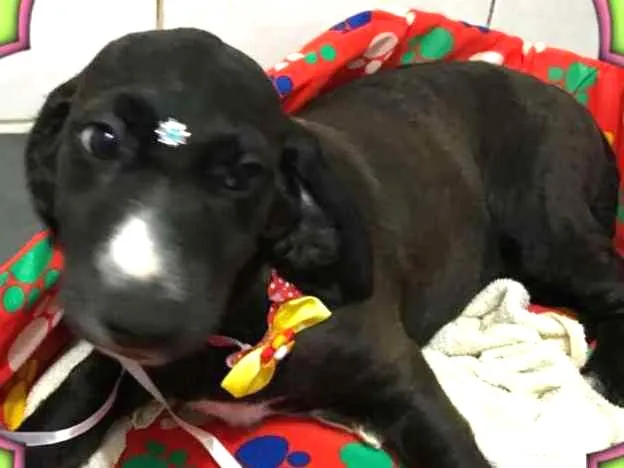 Cachorro ra a srd idade 2 a 6 meses nome Sukita