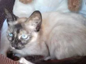 Gato raça Vira lata idade 2 a 6 meses nome Não tem