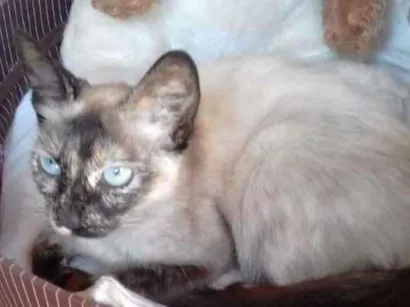 Gato raça Vira lata idade 2 a 6 meses nome Não tem