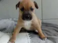 NINA