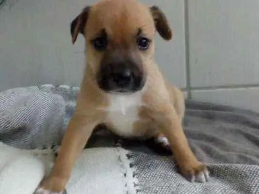Cachorro raça VIRA LATA idade Abaixo de 2 meses nome NINA